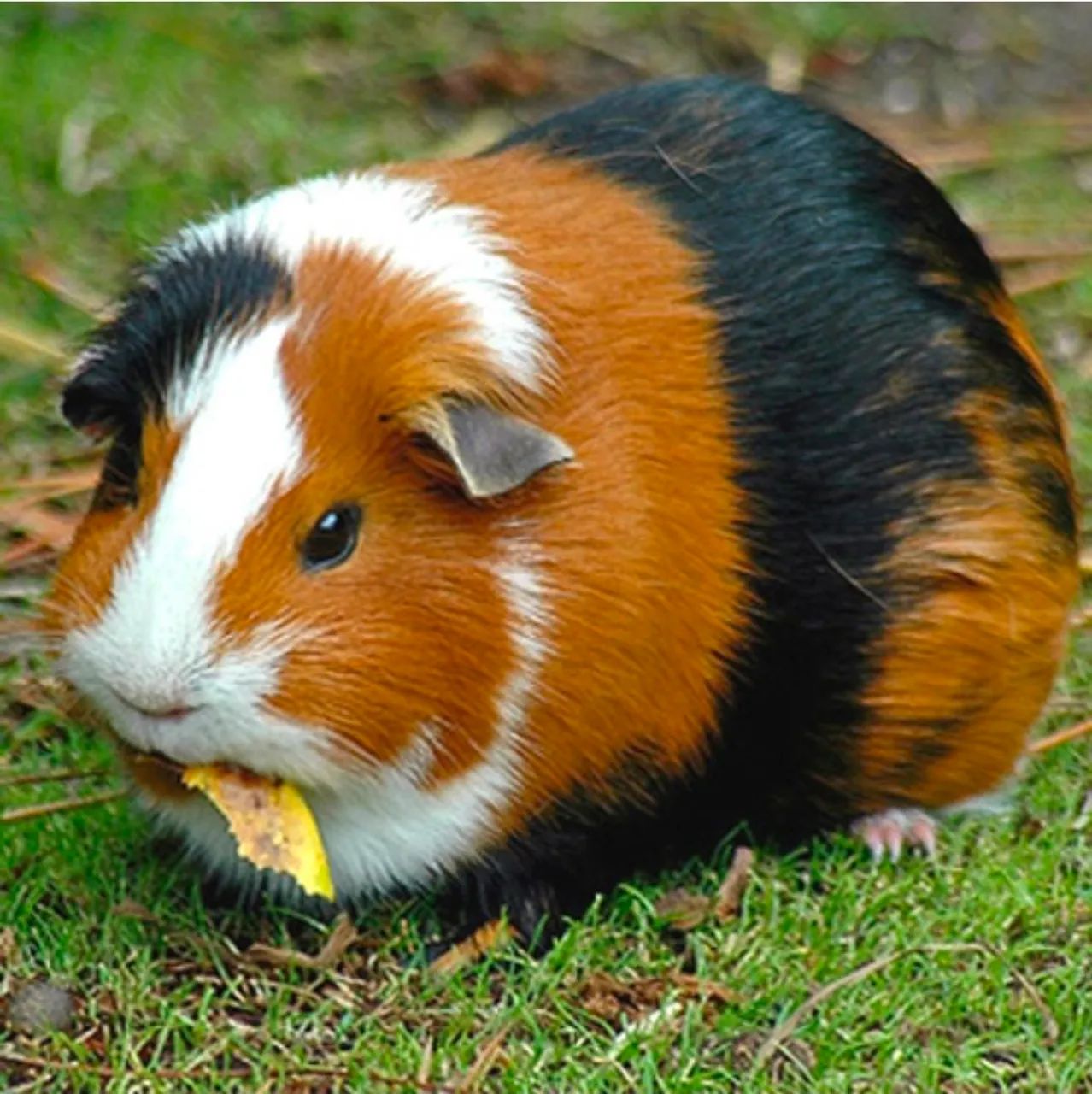Porquinhos da Índia  - Foto 2