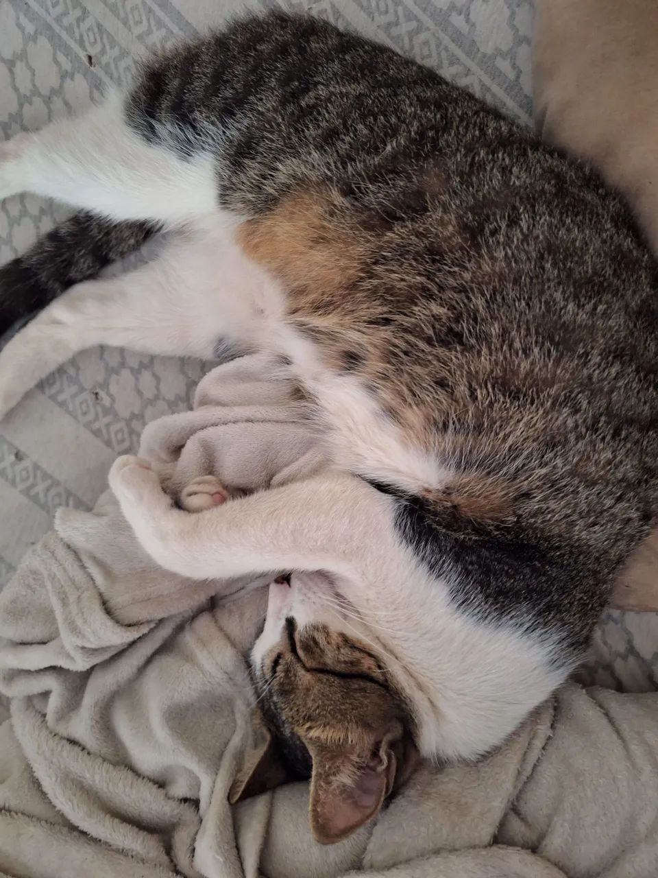 Doação Gatinhos - Foto 4