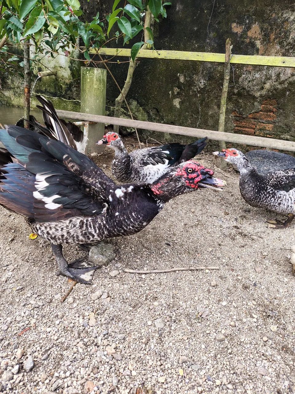 Vendo patas e pato