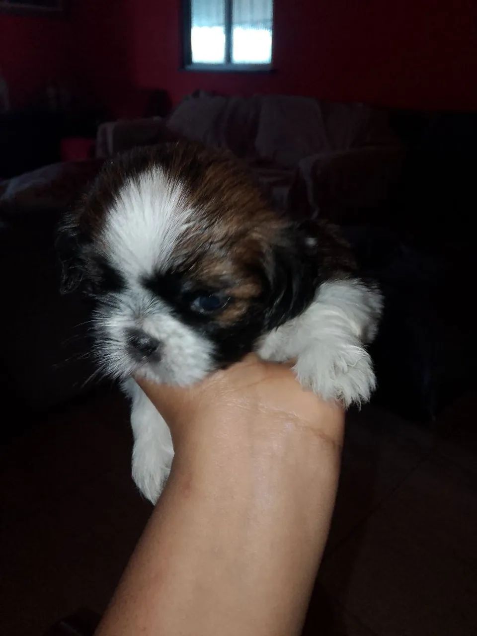 Cachorro Shitzu  - Foto 3