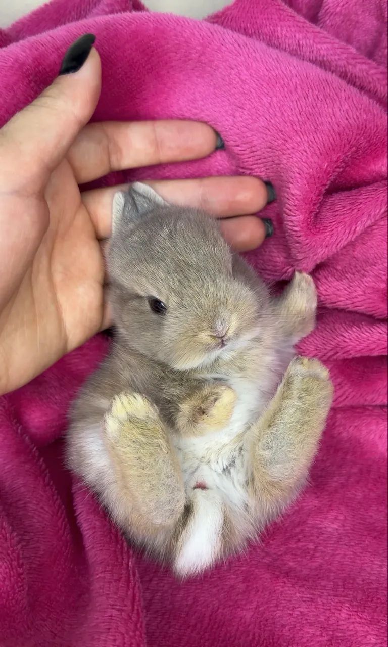 Coelhos mini  - Foto 2