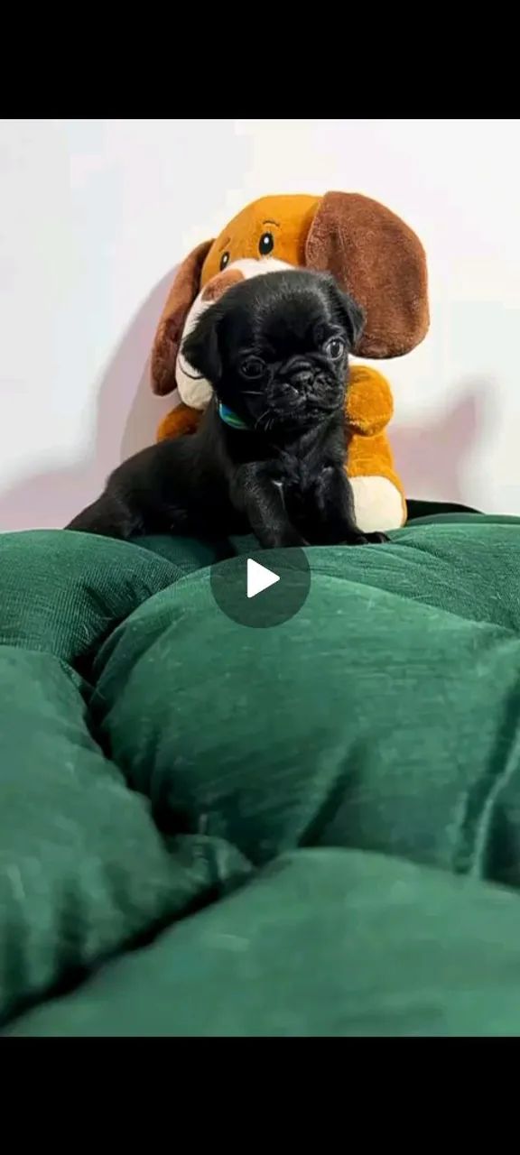 Pug  - Foto 4