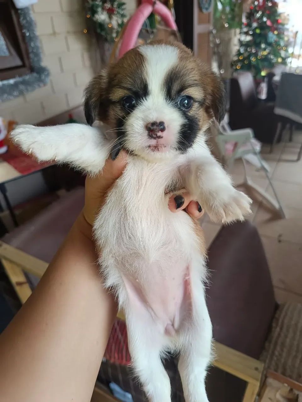 Vendo filhote de Shih Tzu - Foto 5