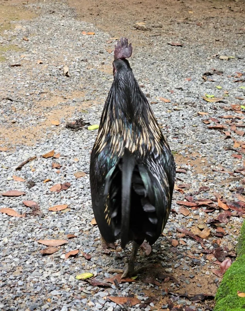 Galo Ayam Cemani - Foto 3