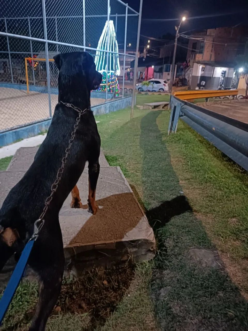 Procura-se Namorada pra Marley - Foto 3
