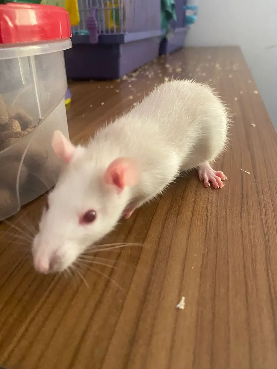 Ratos para adoção.