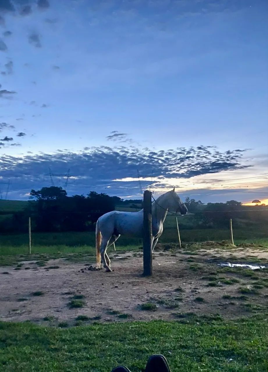 Vende-se Cavalo Inteiro - Foto 4