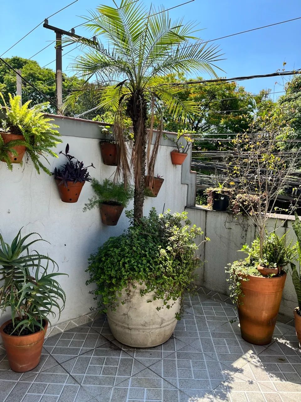 Palmeira  - Foto 2