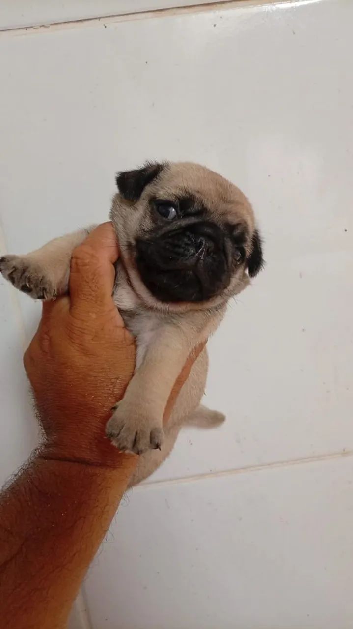 cachorro  - Foto 2