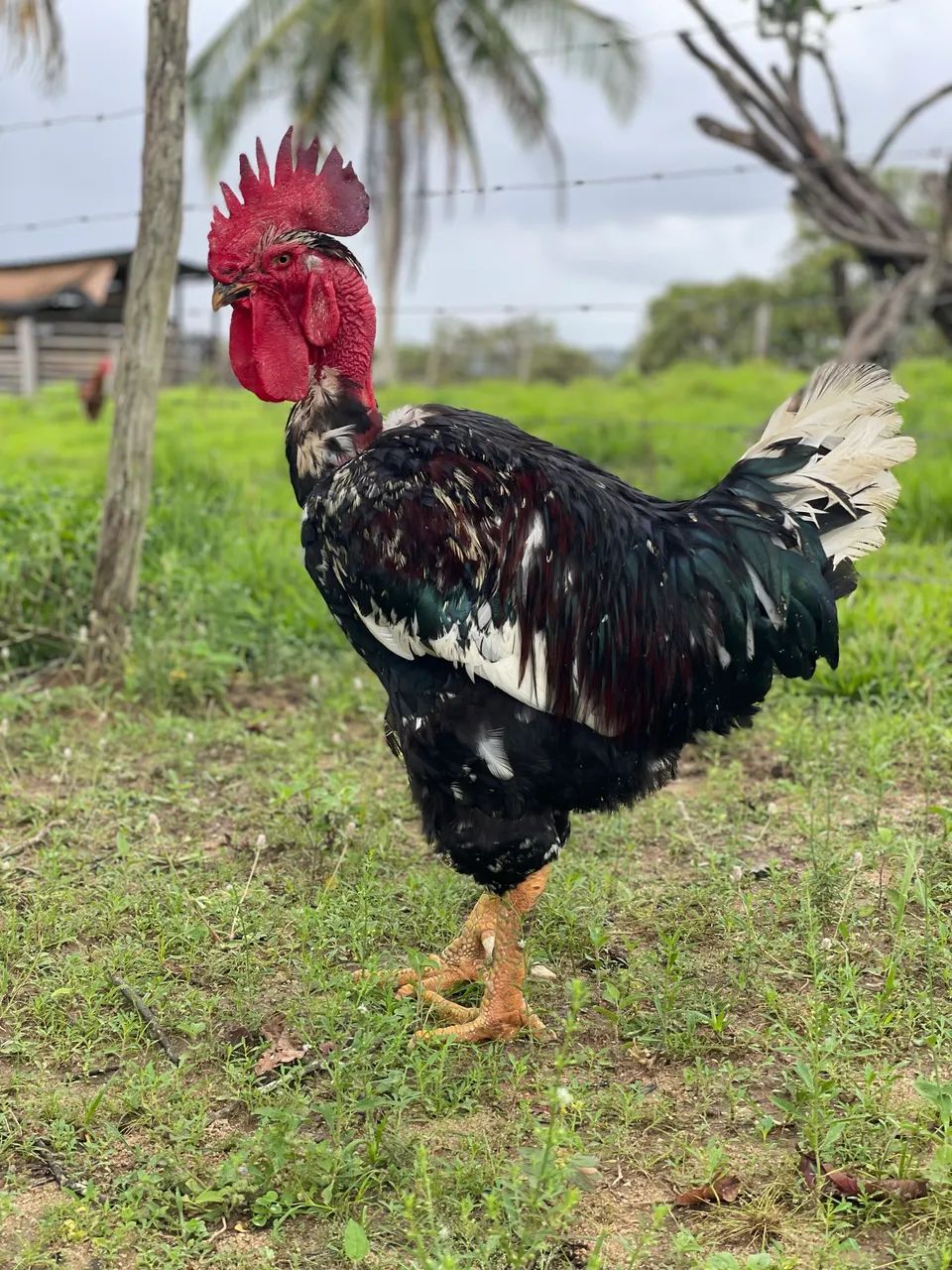 Vendemos ovos férteis das galinhas balão pescoço pelado  - Foto 3