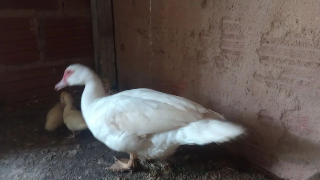 Pato e patas  - Foto 3