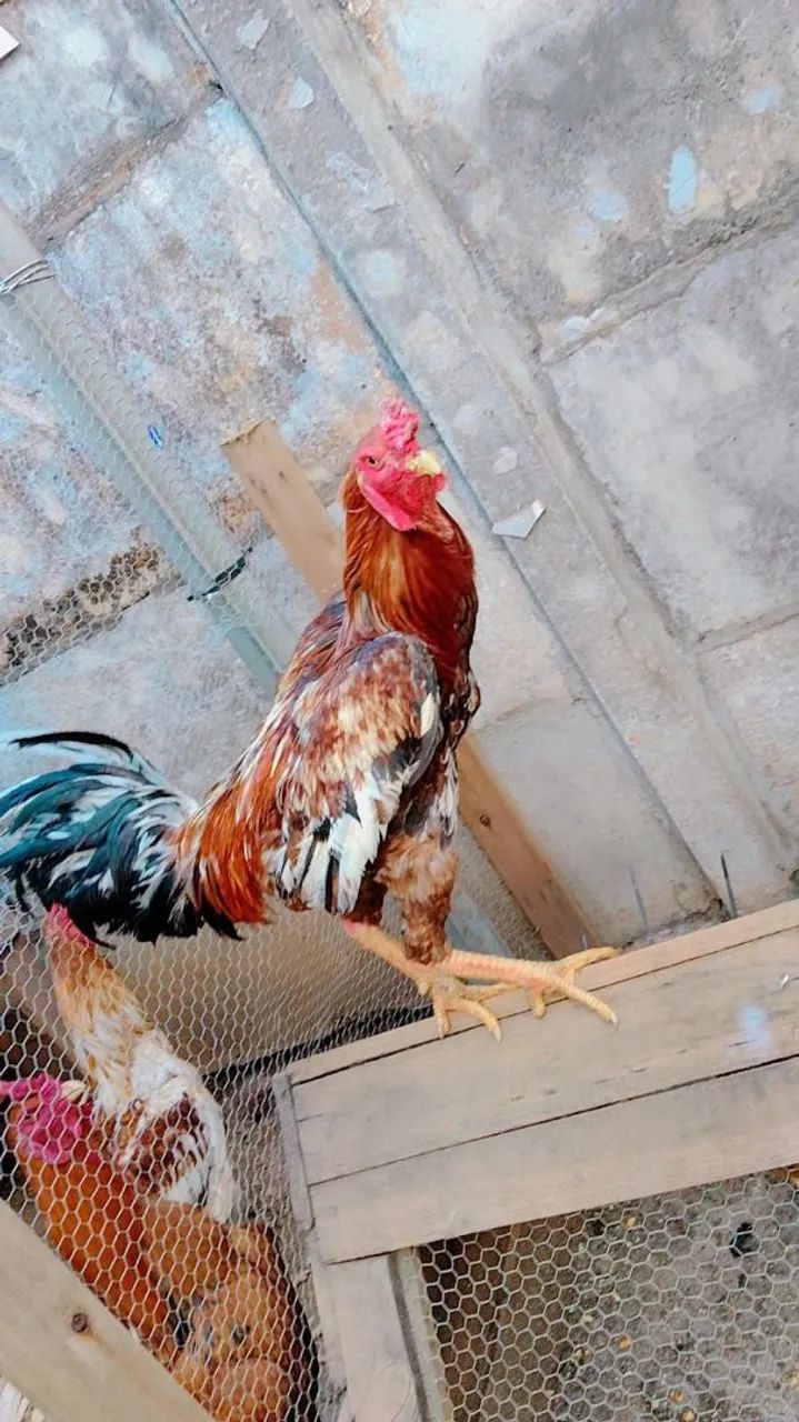 Galo a venda de boa qualidade genética 