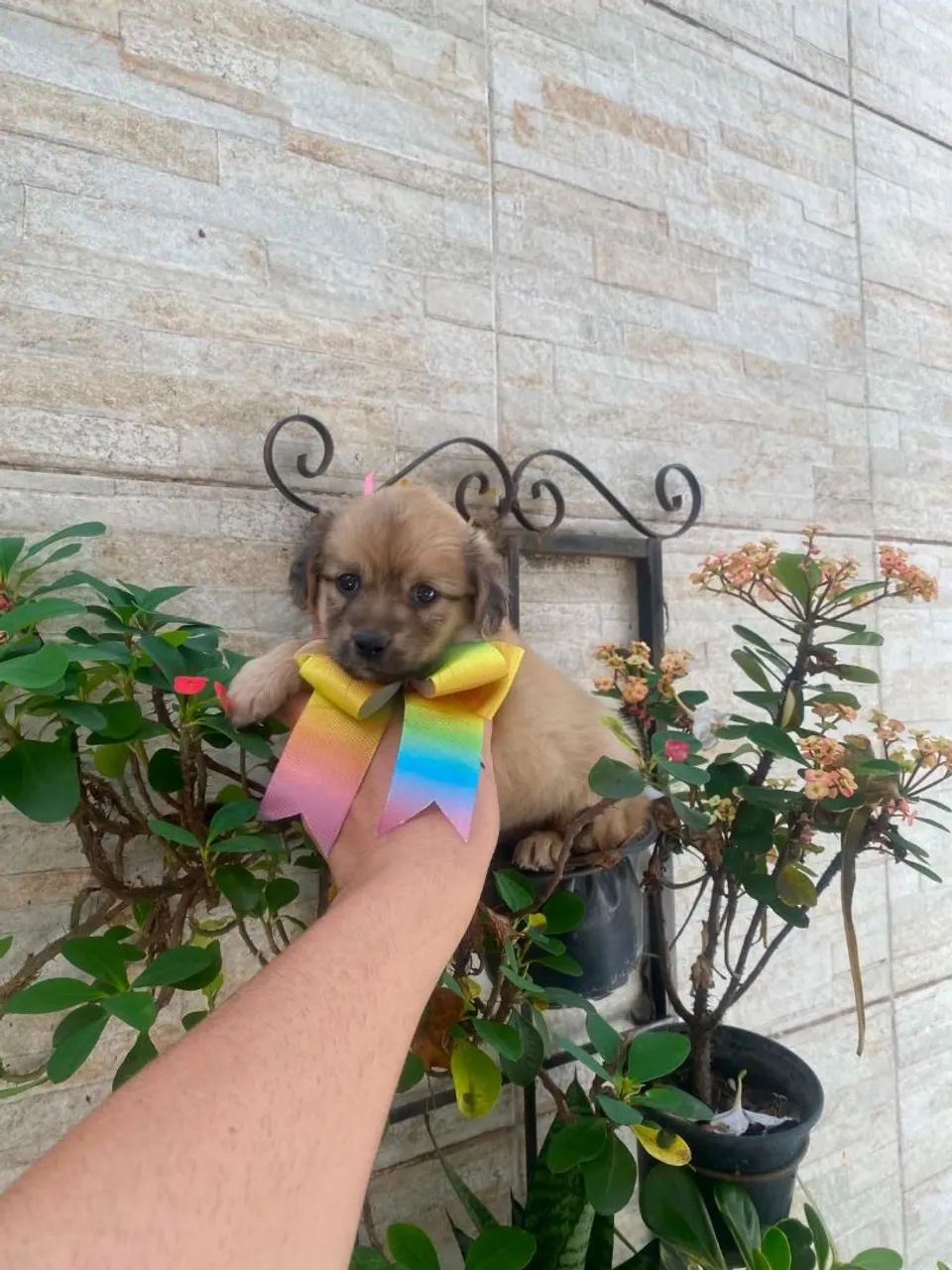 Cachorro  - Foto 2
