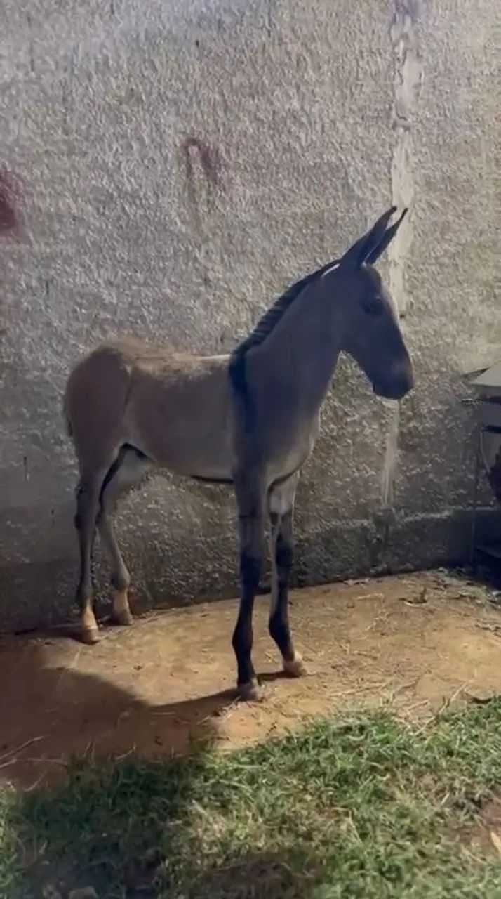 Lindo burro filho do famoso e extraordinário jumento morro vermelho,  animal impecável.   - Foto 6