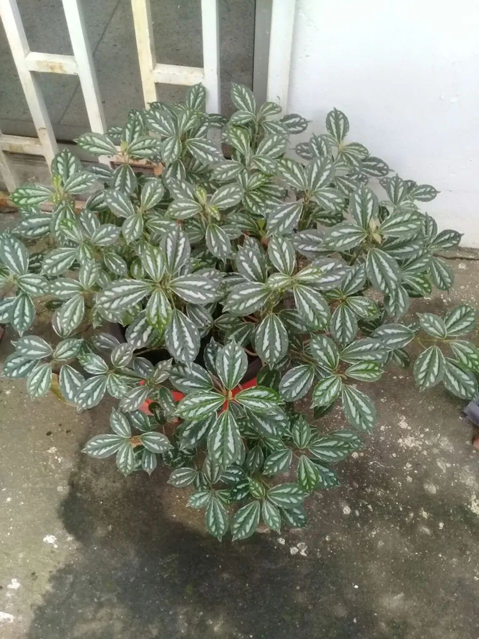 Plantas alumínio  - Foto 3
