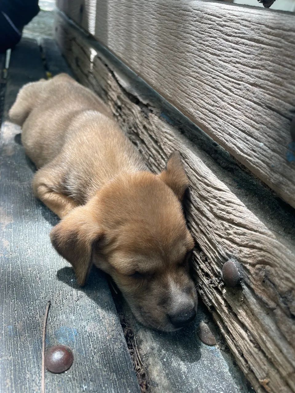 adoção filhotes ? - Foto 6