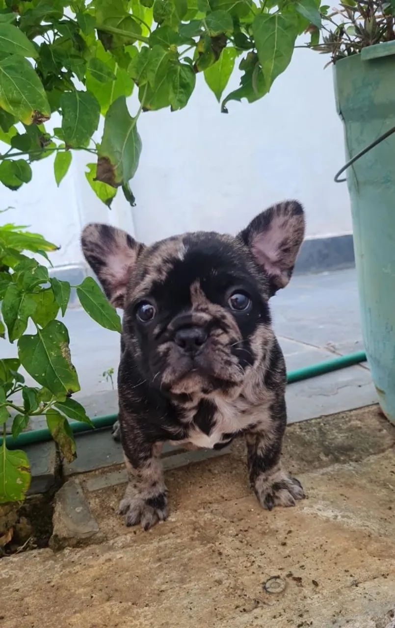 Cachorro macho  - Foto 3