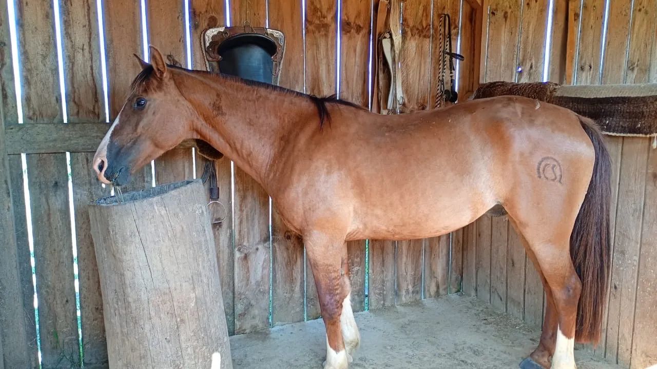 Cavalo Crioulo - Foto 2