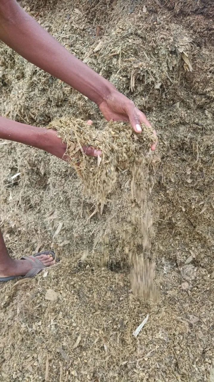 Vendo silo de milho ? com 100% das espigas. - Foto 2