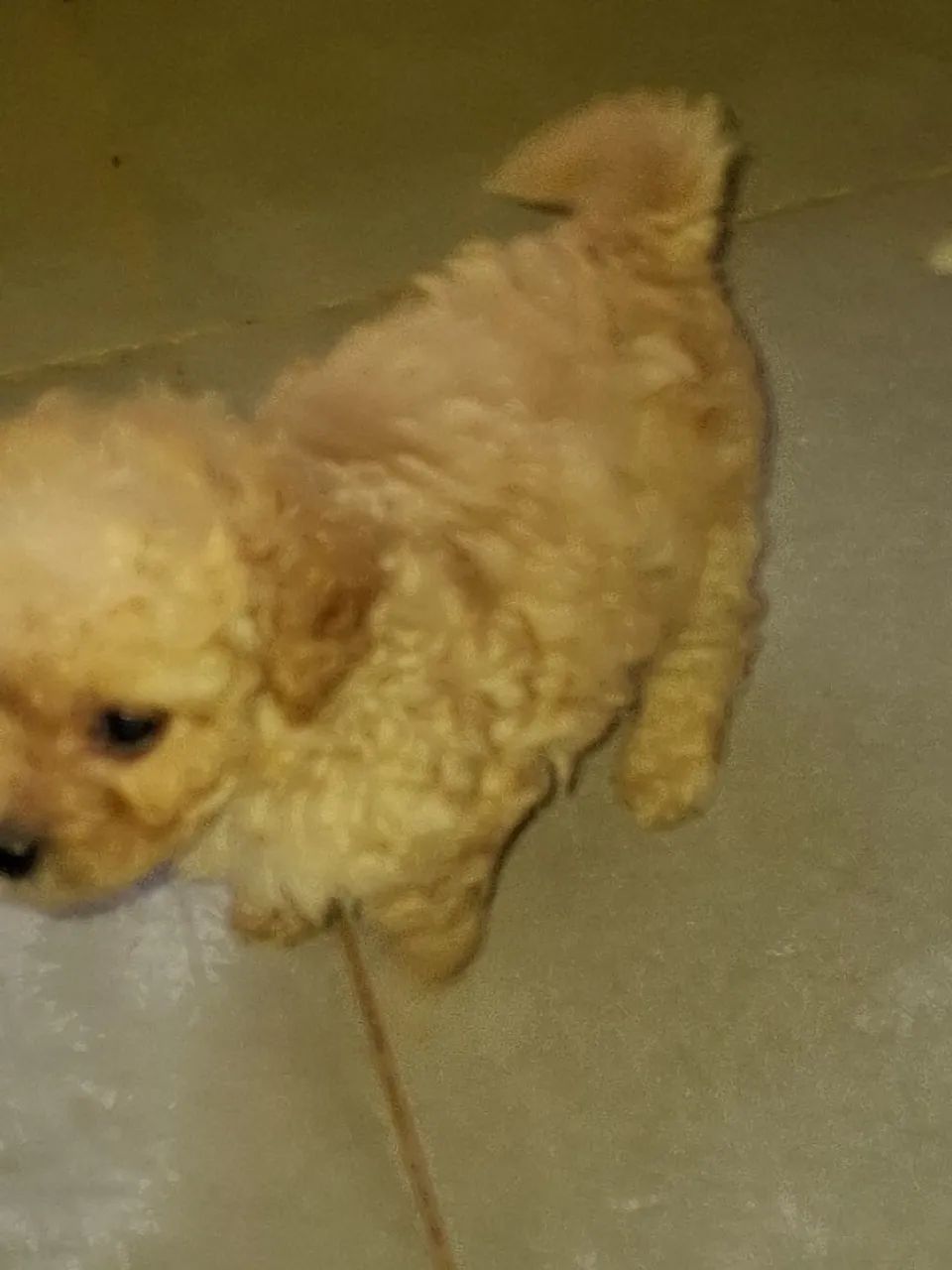 Filhote de poodle - Foto 3