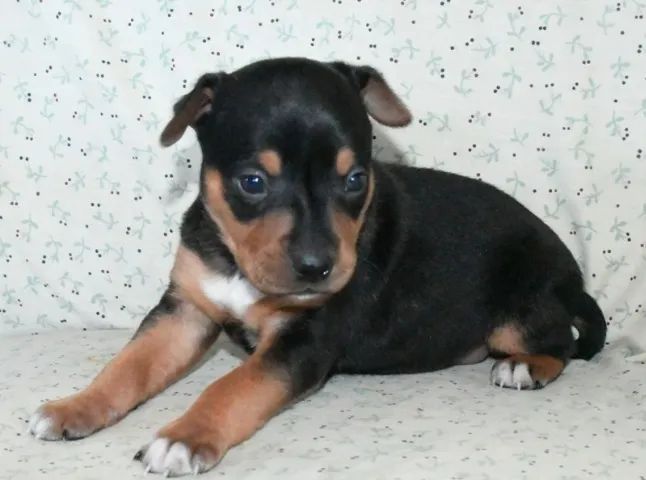 pinscher  - Foto 2