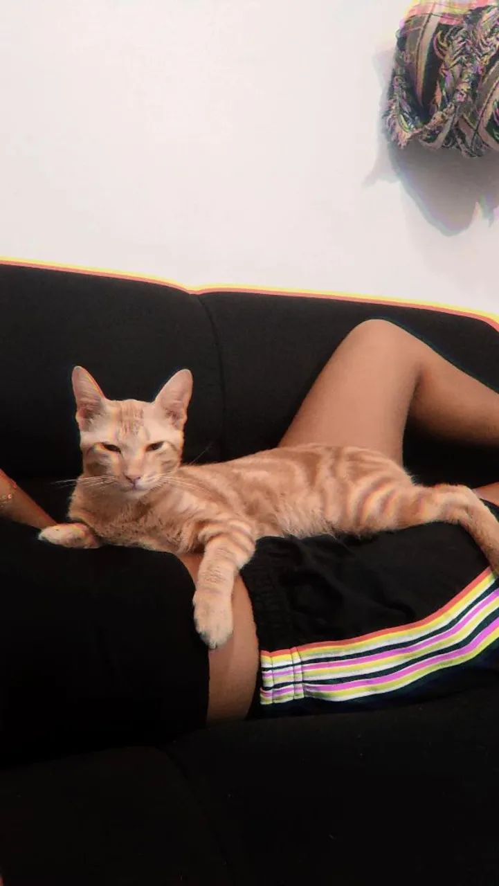 Gato laranja  - Foto 3