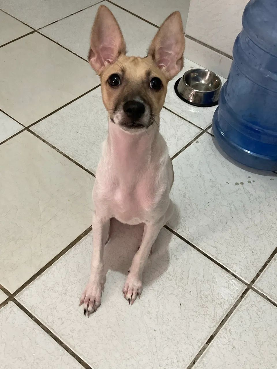 Doção responsável  - Foto 2