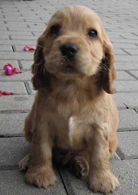 Conheça cães que conquistam qualquer família
