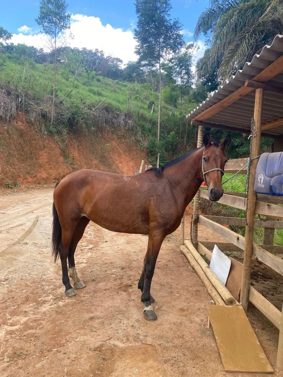 VENDO ÉGUA PARA SAIR RÁPIDO!!