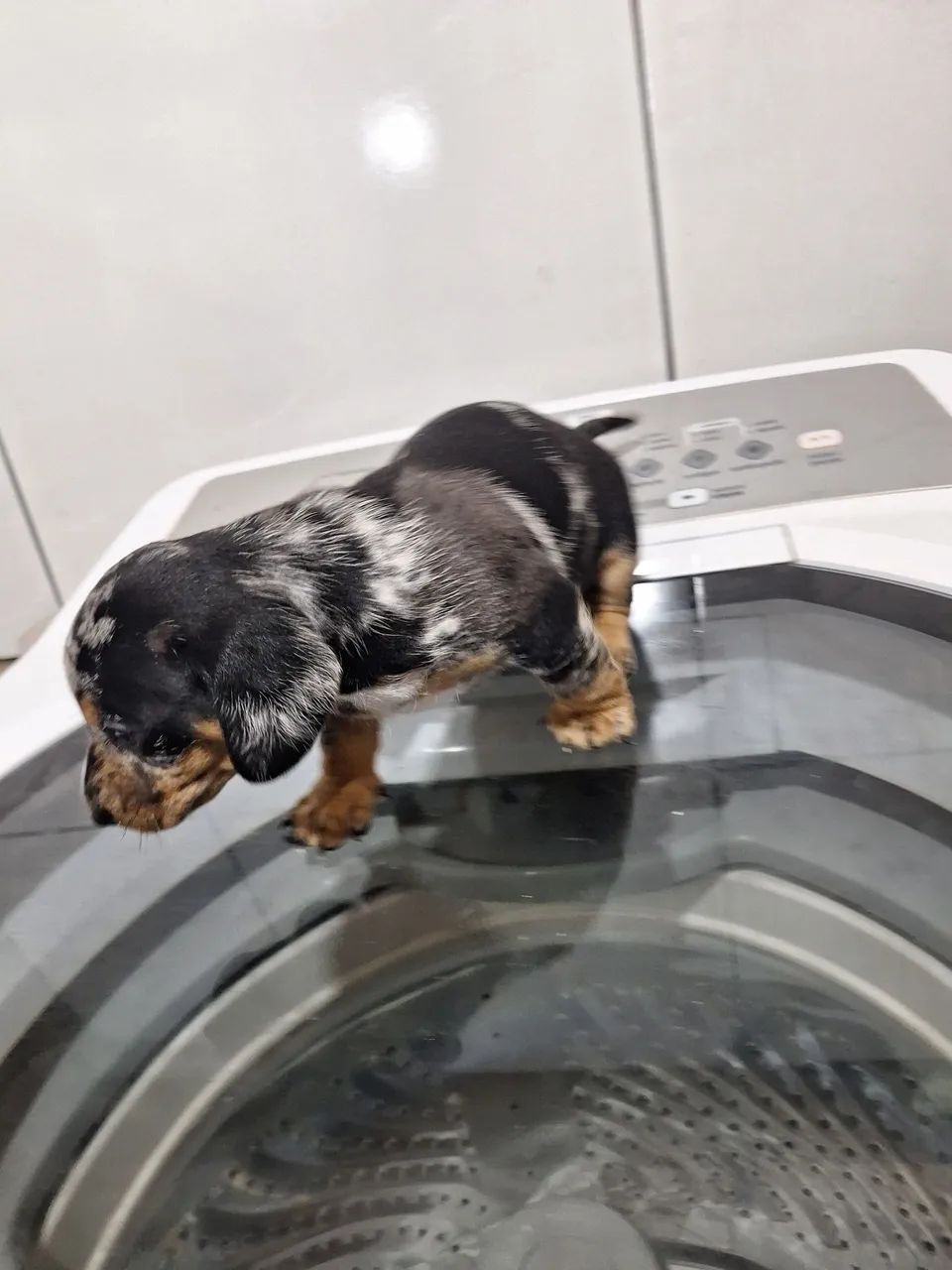 Dachshund ou salsicha  - Foto 4