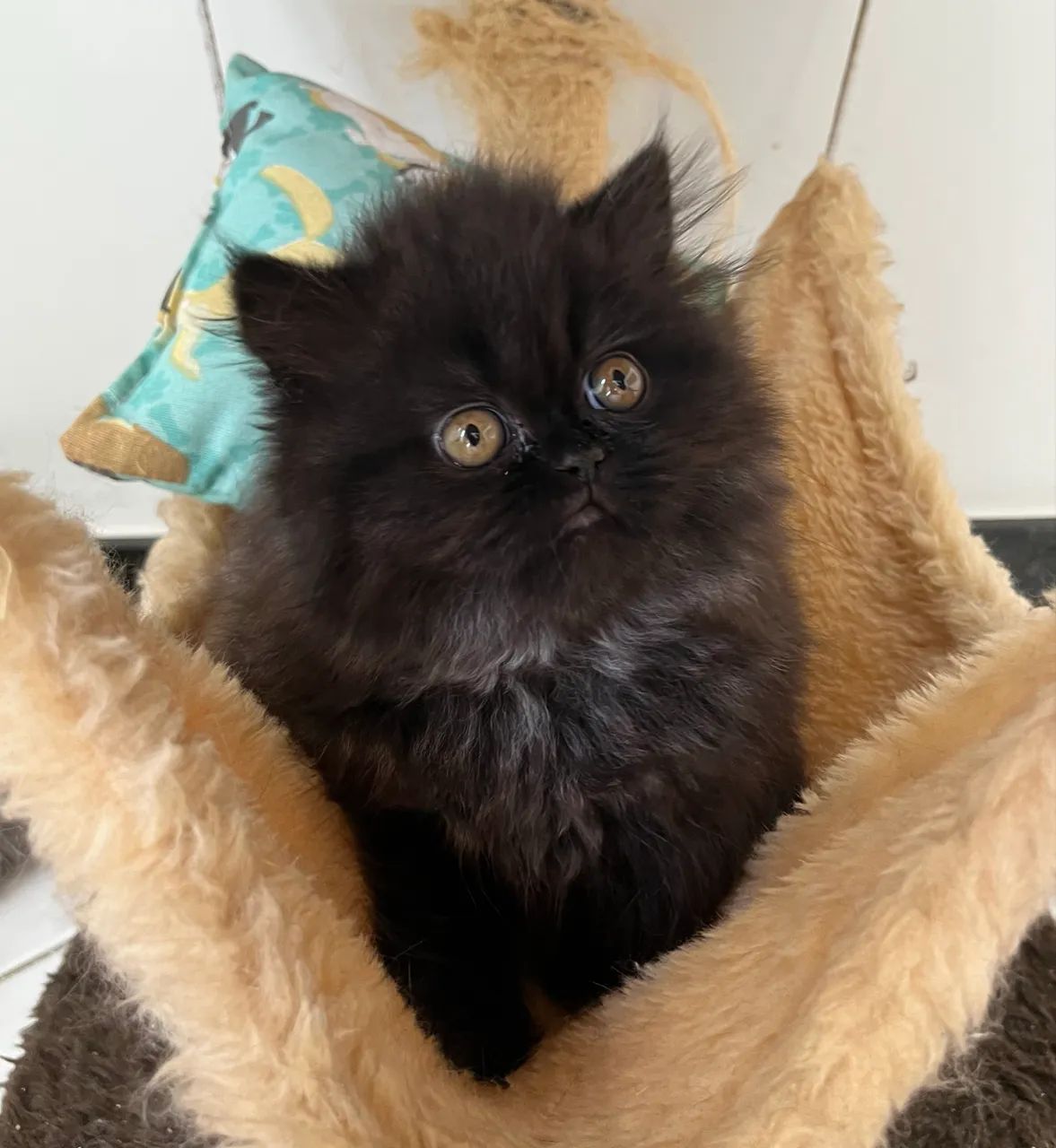 Gatinha Persa - Foto 2