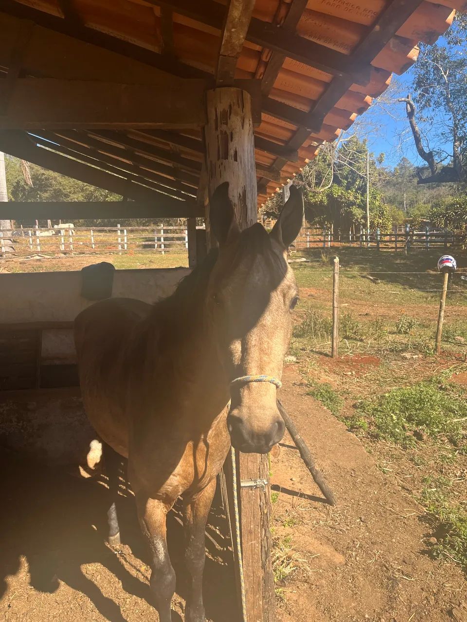 Vendo esse potro! - Foto 3