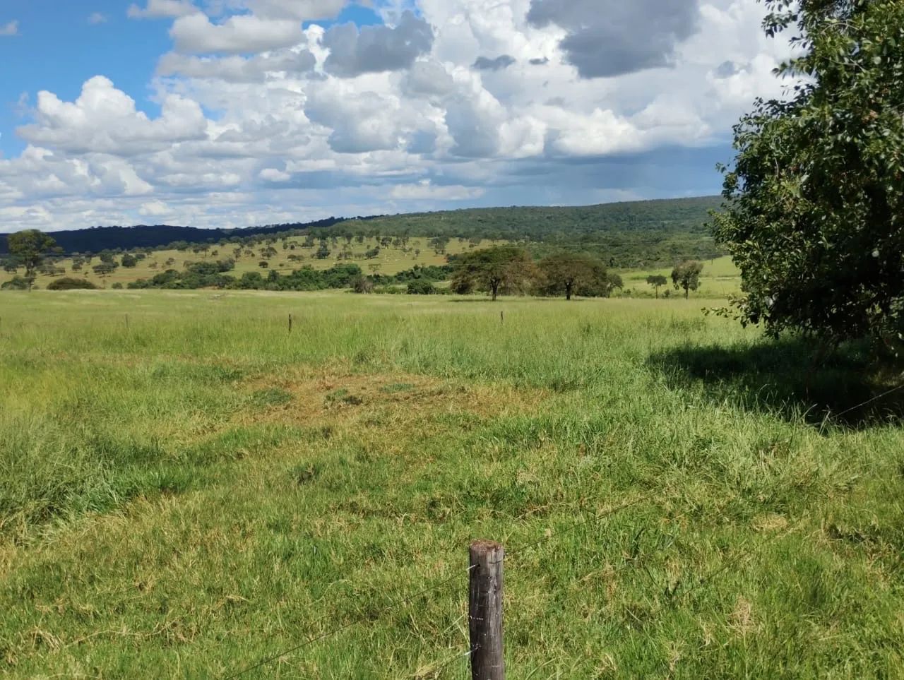 Fazenda dupla aptidão em campina verde  - Foto 3