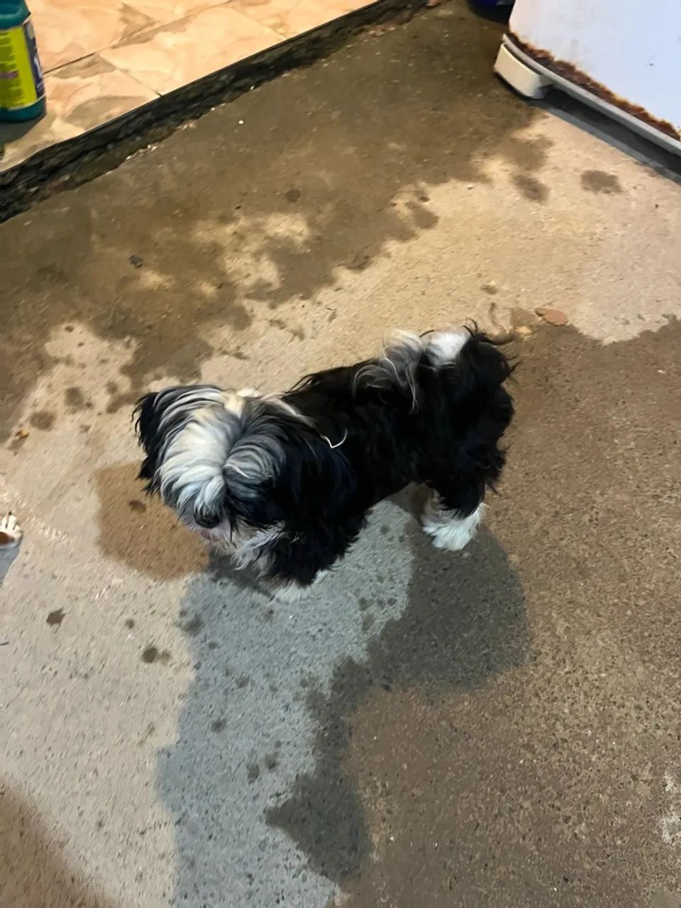 Shih-tzu macho  - Foto 2