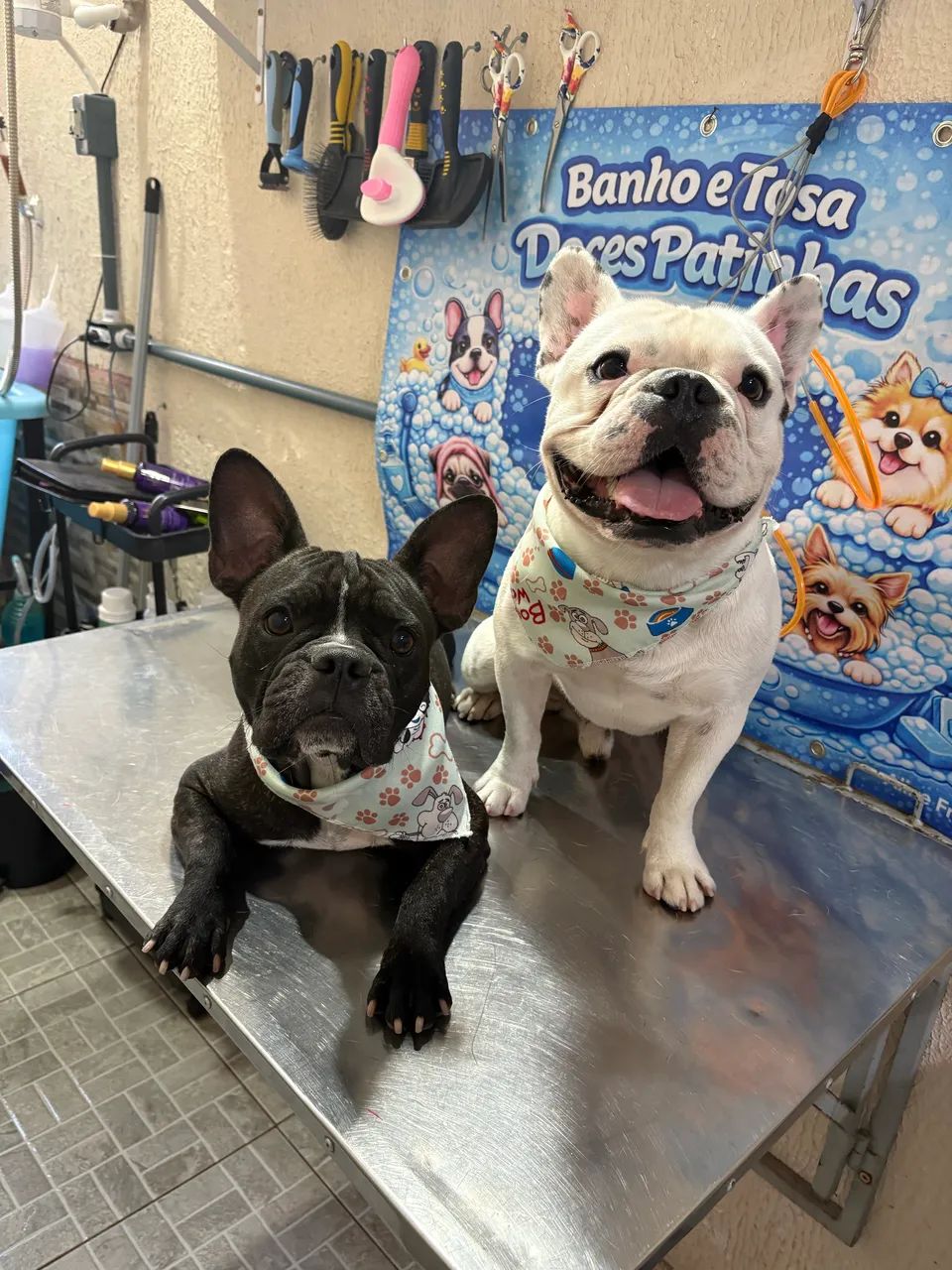 Cachorro  - Foto 5