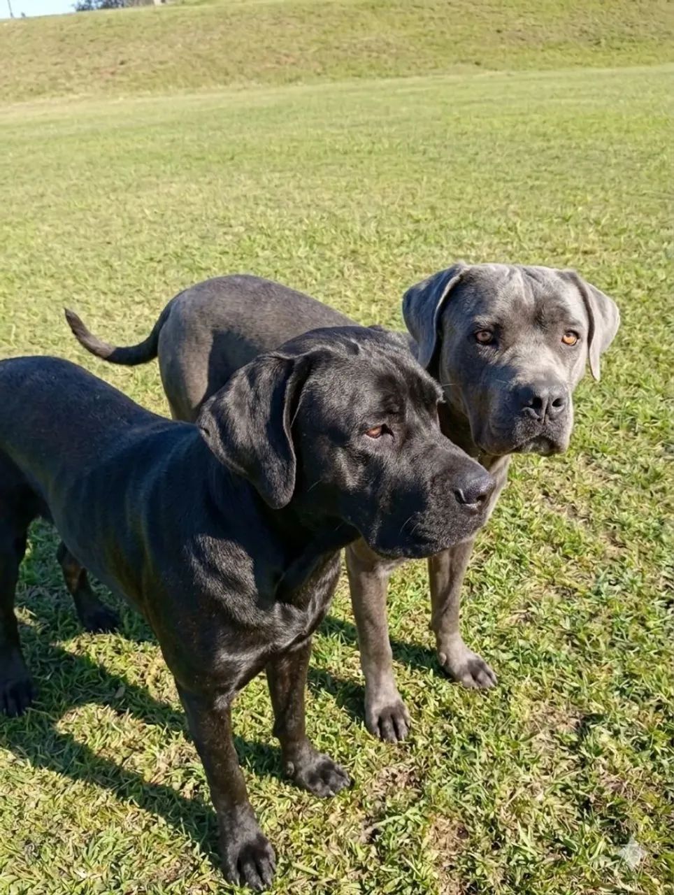 Filhotes de Cane Corso - Foto 3