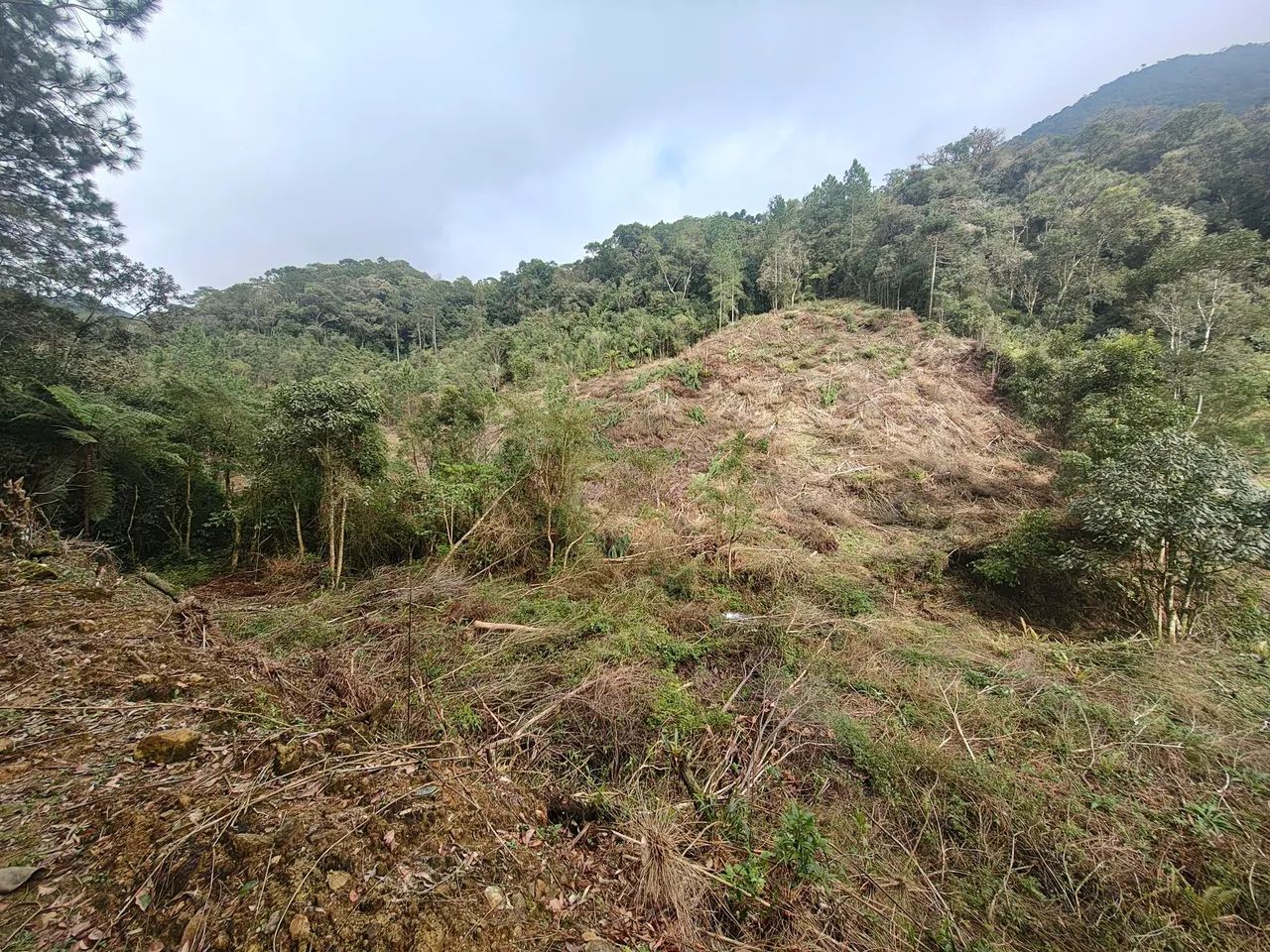 Sítio em Águas Mornas 4 hectares  - Foto 3