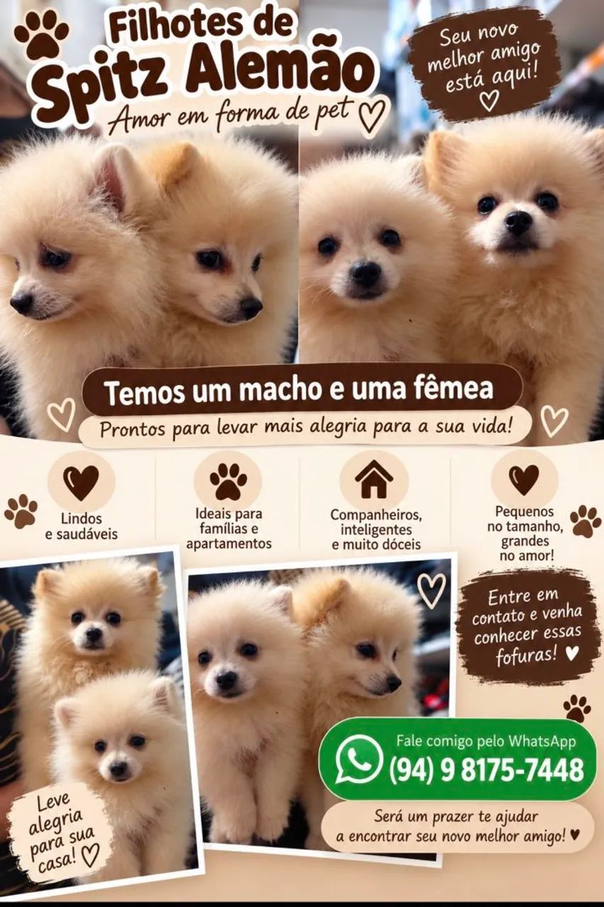 Filhotes