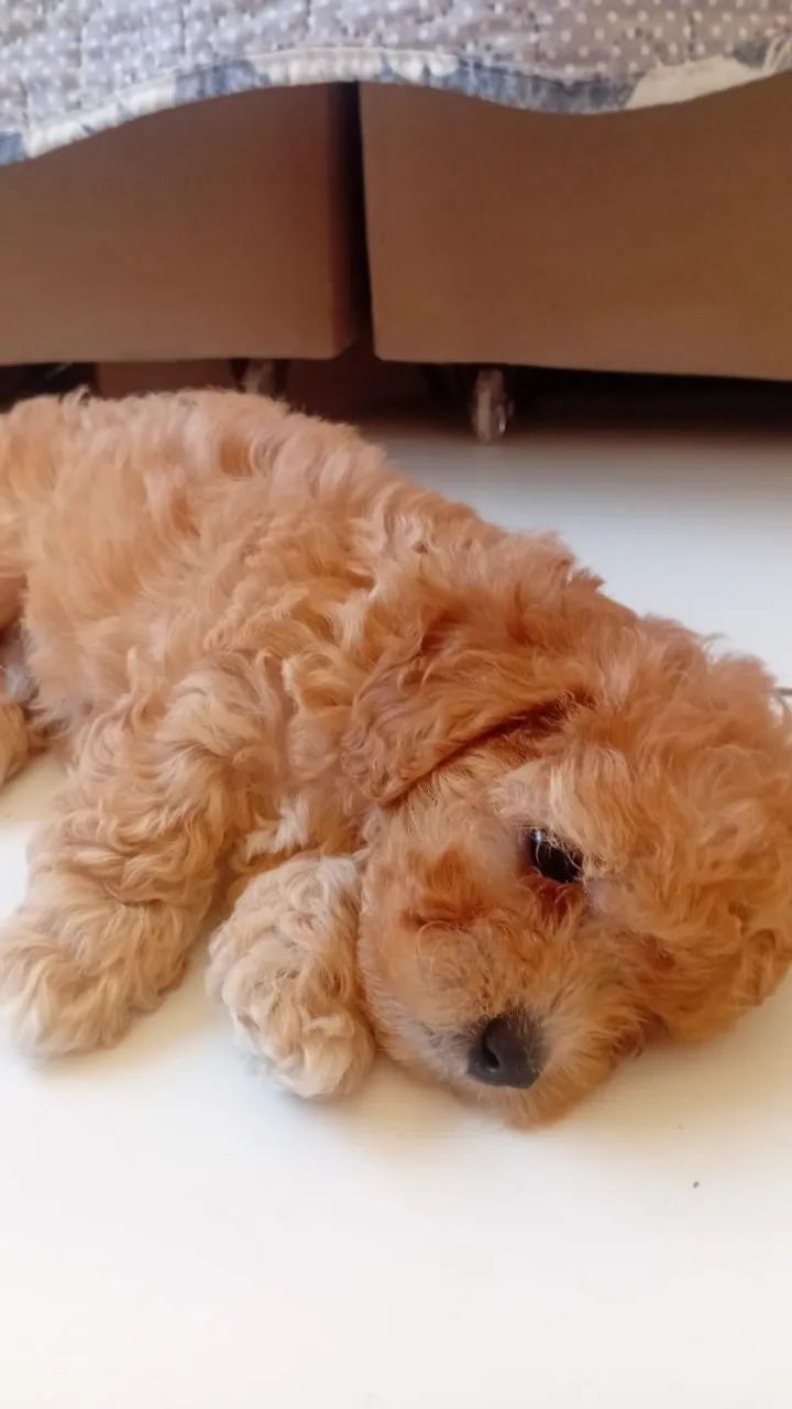 Poodle Toy  - Foto 4