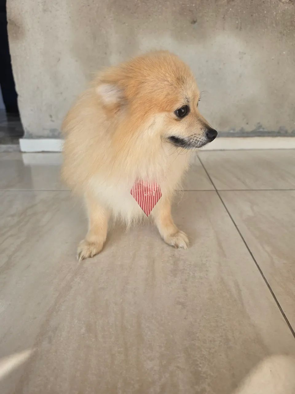 Cachorro - Foto 5