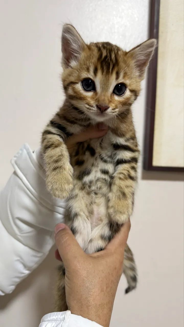 Gato bengal MACHO  - Foto 4