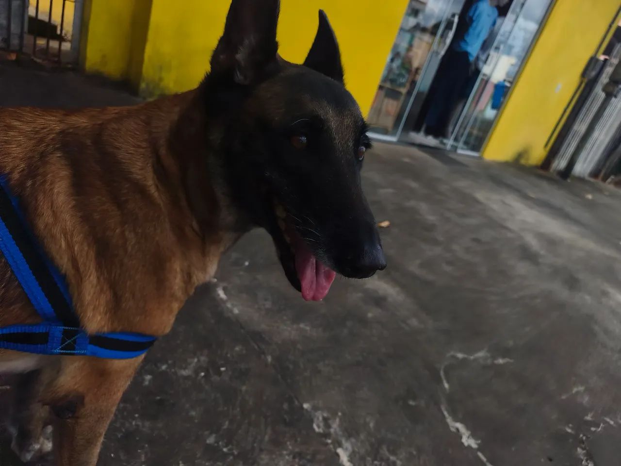 pastor belga malinois 