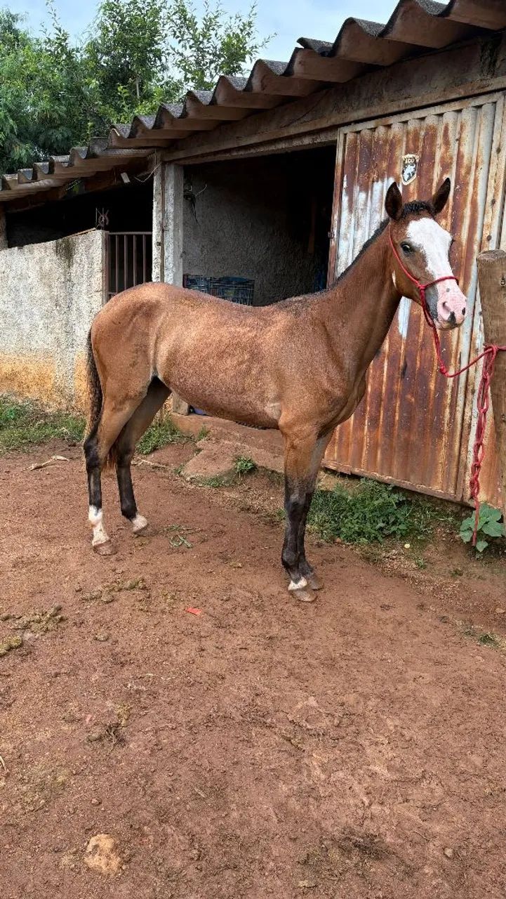 Potra quarto de milha gunner 