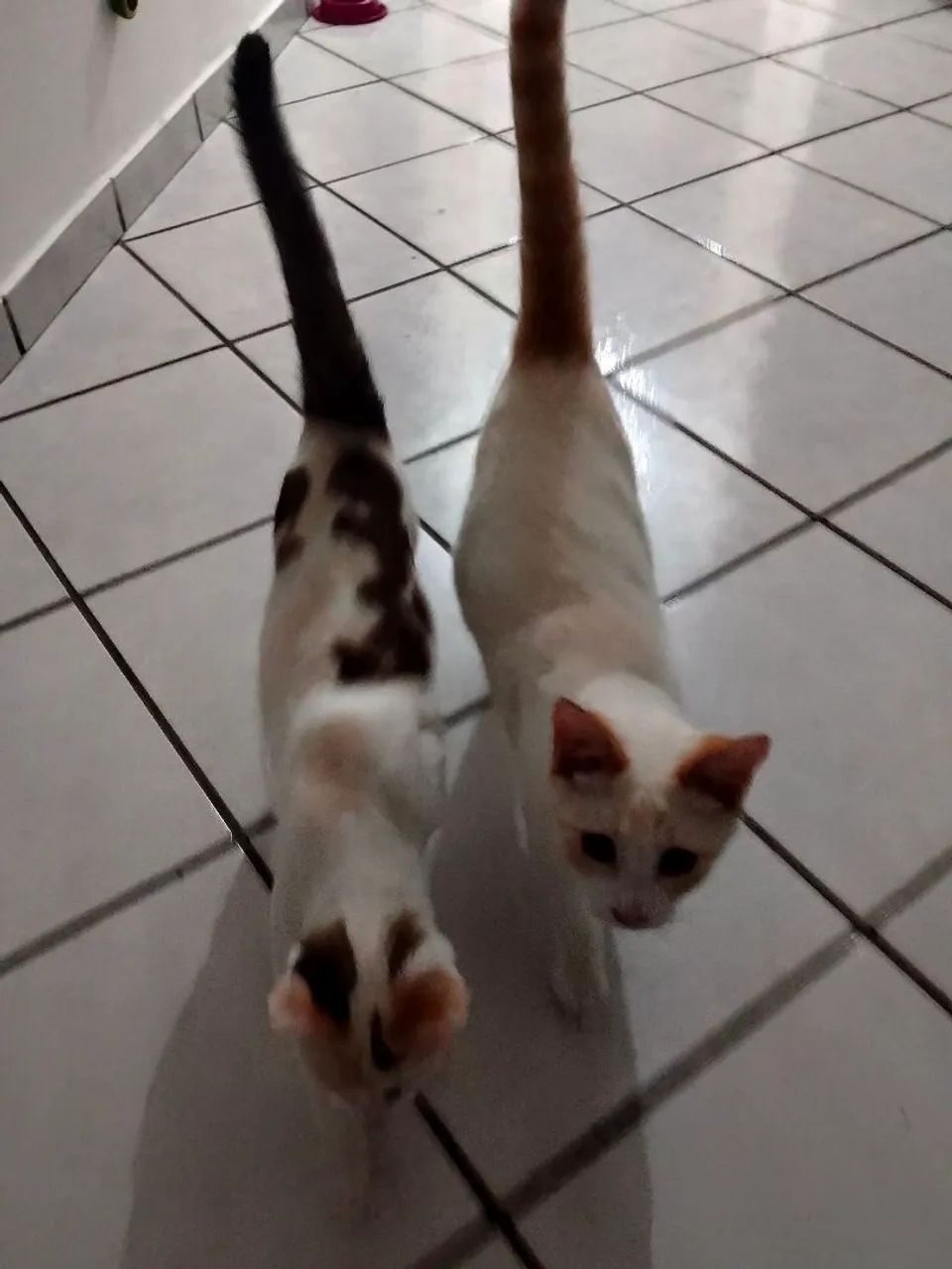 Doação de duas gatinhas  - Foto 3