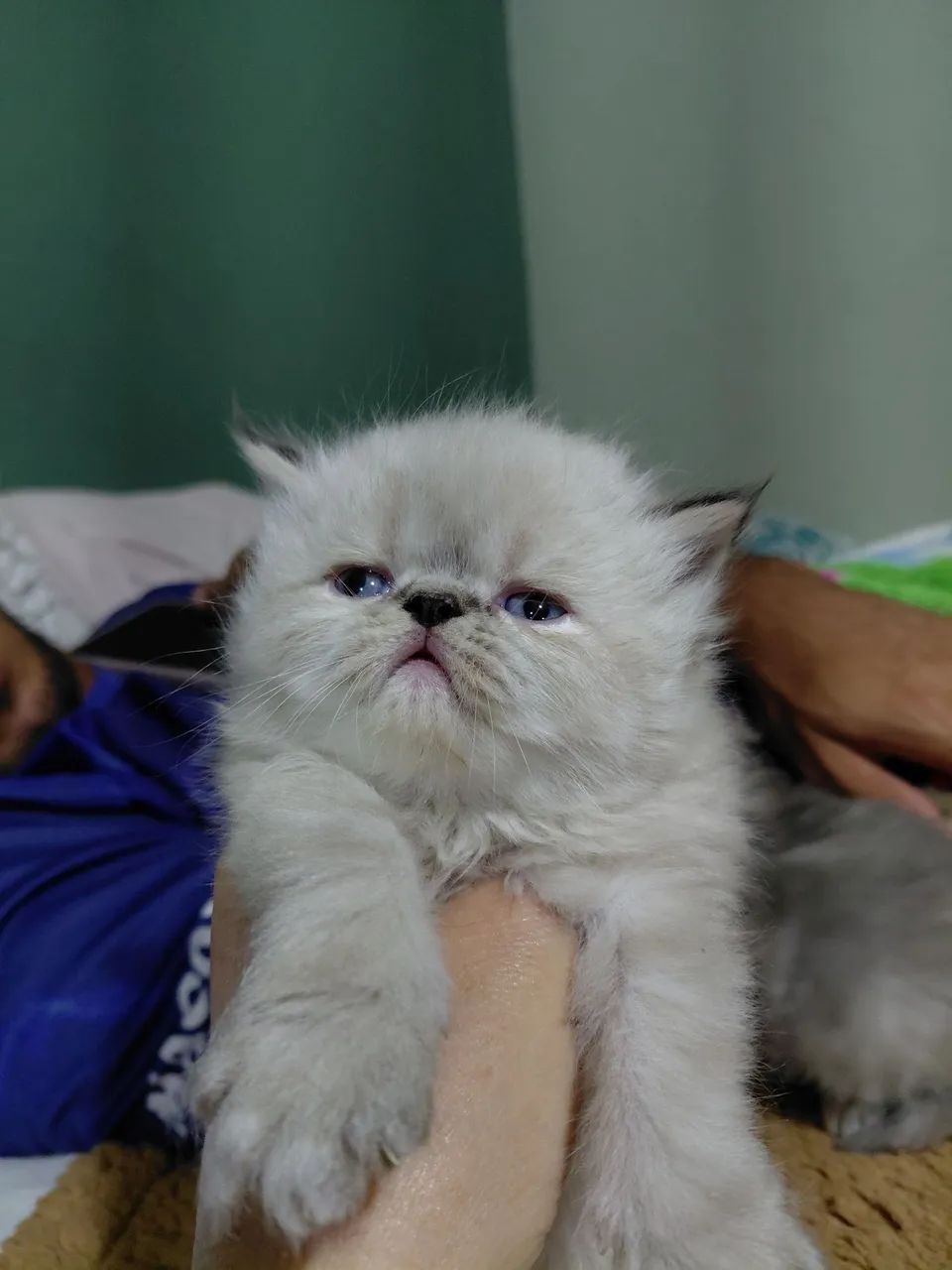 Gatos persas  - Foto 3