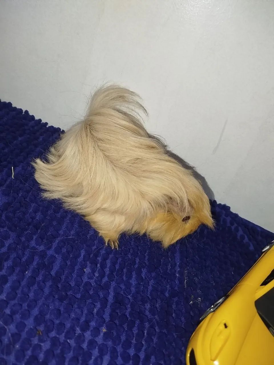 PROMOÇÃO porquinho da índia macho - Foto 2