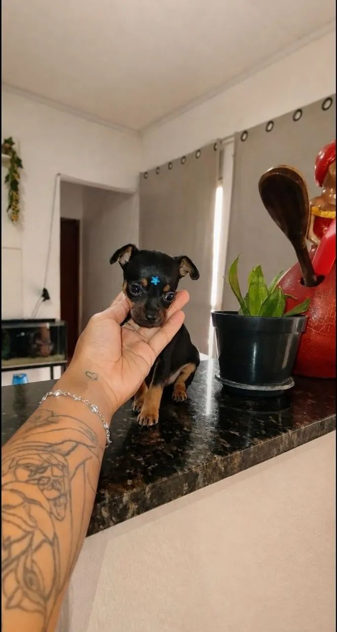 Pinscher  - Foto 2