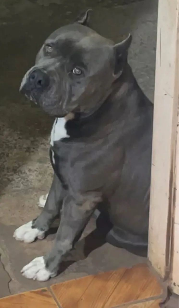 Fêmea Pit Monster com Pedigree, 1ª Vacina Importada e Vermifugada - Foto 4
