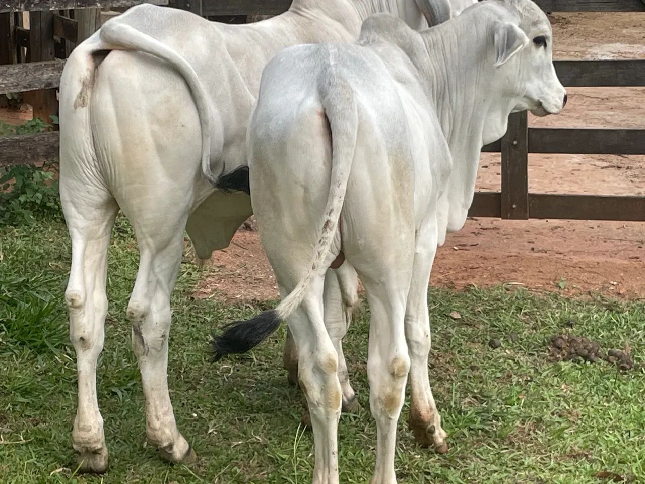 Tourinho Tabapuã - Foto 2