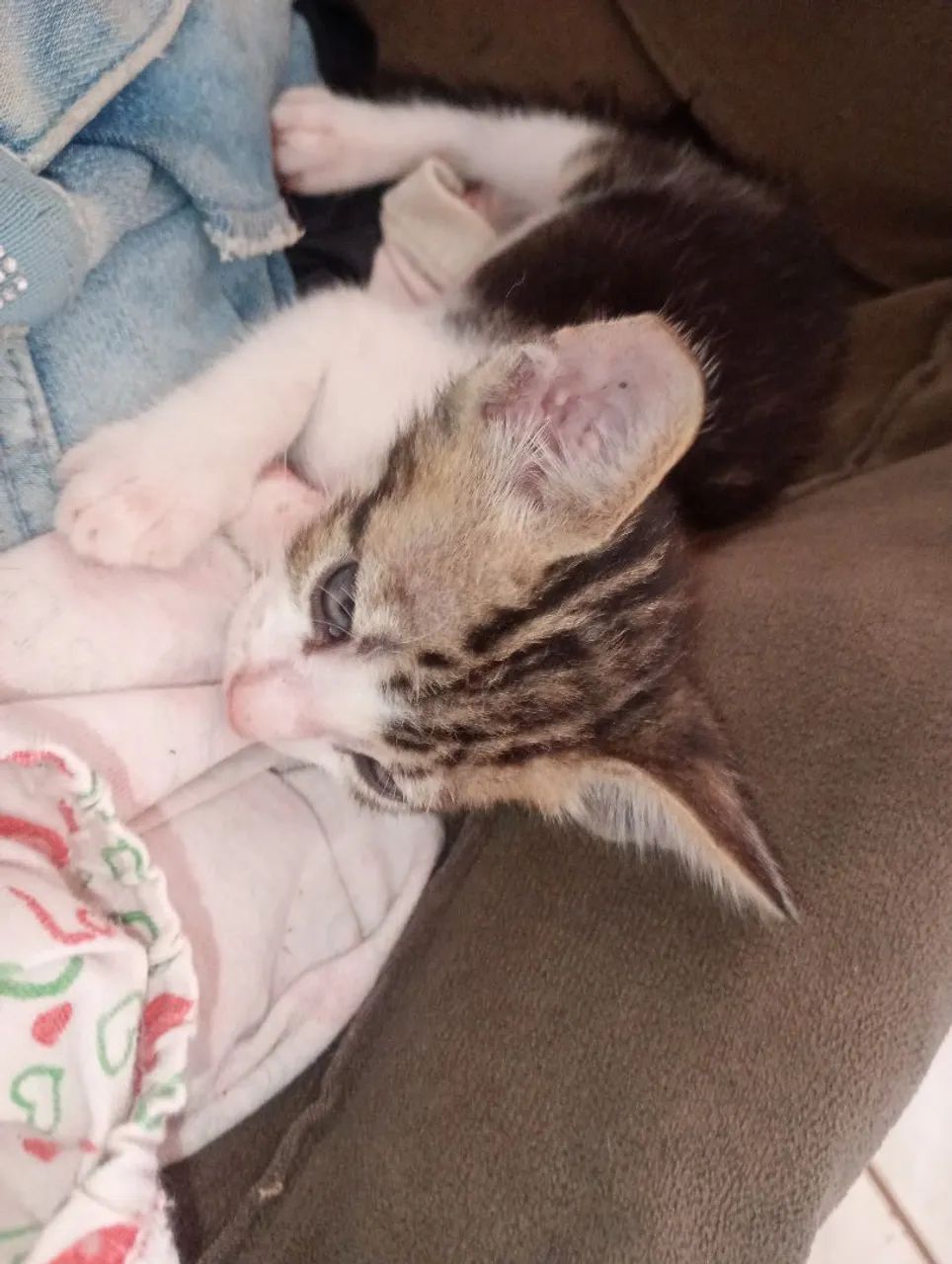 Gatinho macho 